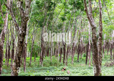 Ein Gummibaum auf einer Plantage in Basilan, Philippinen Stockfoto