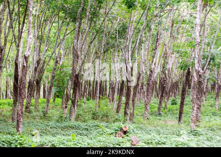 Ein Gummibaum auf einer Plantage in Basilan, Philippinen Stockfoto