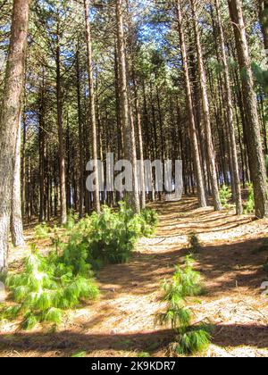 Ein Wanderweg, der durch eine Pinienplantage auf der südafrikanischen Schichtlinie vor dem kleinen Dorf Kaapsche Hoop in Südafrika führt Stockfoto