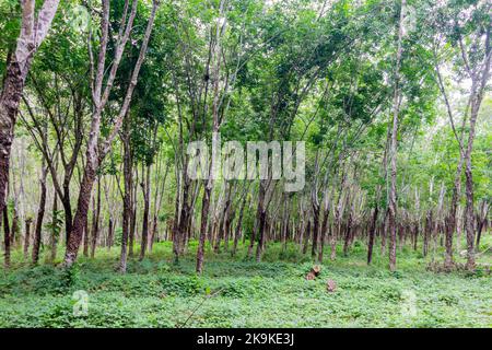 Ein Gummibaumhain in einer Gummiplantage in Basilan, Philippinen Stockfoto