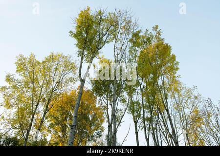 Fraxinus excelsior. Eschen im frühen Morgenherbstlicht. England Stockfoto