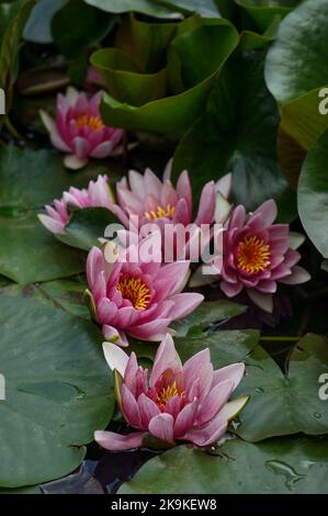 Bergamo botanischen Garten Stockfoto