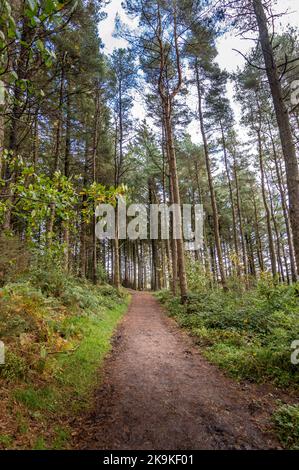 Beacon Fell, Lancashire, Großbritannien Stockfoto