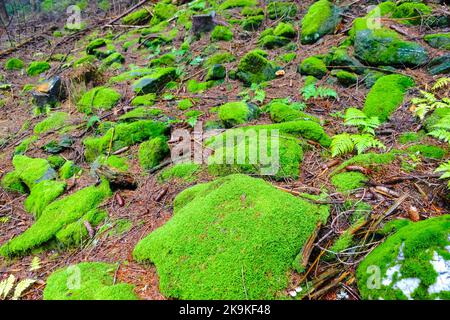 Wunderbar frisches grünes Moos auf Felsen im Wald Stockfoto