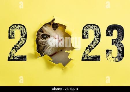 Niedliche Katze schaut durch ein Loch aus gelbem Karton, mit 2023-Nummern, die mit schwarzer Tinte gestempelt sind Stockfoto