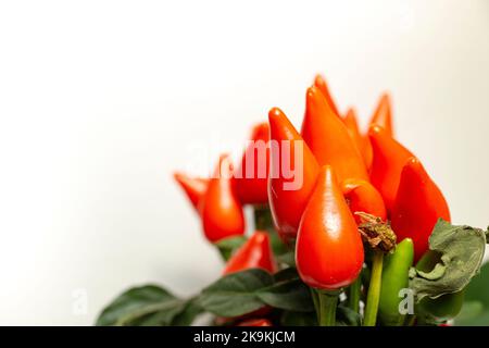 Dekorative, orange-rote Chiliplanze in Topffarbe, weiche Schärfe aus nächster Nähe Stockfoto