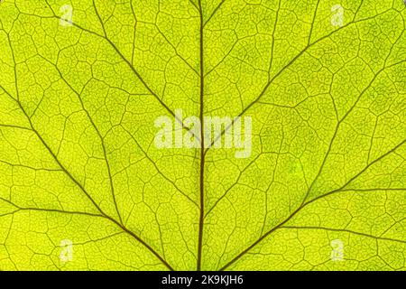 Nahaufnahme eines schönen grünen Blattes mit Hintergrundbeleuchtung, das Adern und Zellstrukturmuster zeigt. Stockfoto