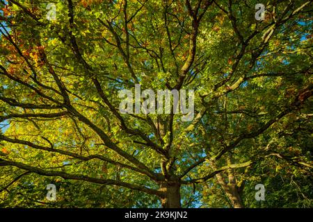 Reifer Eichenbaum, der im Wald von Dean früherbstliche Farbe zeigt. Stockfoto