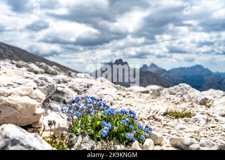 Beschreibung: Wunderschöne Blumen auf einem Weg vom Seekofel zum Baires-See in den Dolomiten am Nachmittag. Seekofel , Dolomiten, Südtir Stockfoto