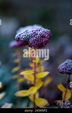 Lila Blume in einem kalten Frost am frühen Morgen Stockfoto