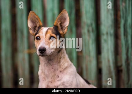 Portrait Hund weiß und rot liegend auf Rasen durch Zaun grünen Holz Hintergrund verirrte Hund obdachlos Straße Hund große Ohren hübsch entzückend Stockfoto
