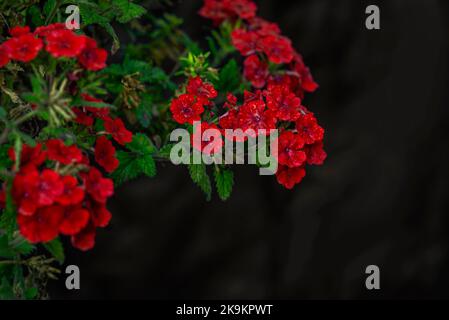 Helle Blüten der hybriden Verbena blüht (Verbena tenera) im Garten neben dem Haus wächst die rote Phlox. Stockfoto