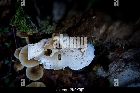 Austernpilz (Pleurotus Ostreatus) Stockfoto