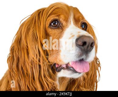 Niedlichen Hund Haustier isoliert in weißem Hintergrund Stockfoto