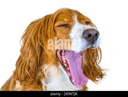 Niedlichen Hund Haustier isoliert in weißem Hintergrund Stockfoto