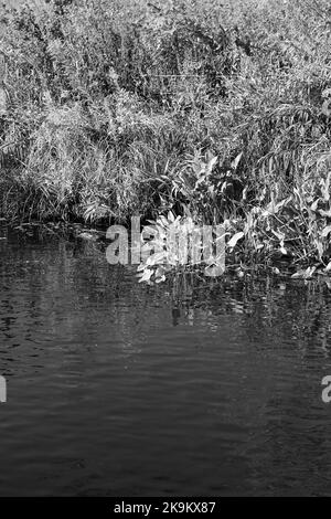 Grasige Wildnis, die entlang der Küste des lokalen Teiches in schwarz-weiß einfarbig wächst. Stockfoto