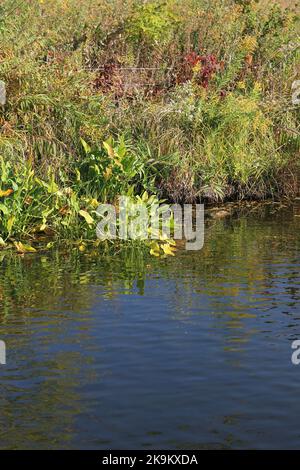 Die grasige Wildnis wächst entlang der Küste des lokalen Teiches Stockfoto