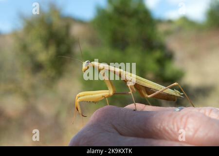 Europäische Gottesanbeterin (Mantis religiosa) auf einer Personenhand, Aude, Frankreich, EU Stockfoto