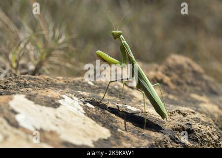 Europäische Gottesanbeterin (Mantis religiosa) Aude, Frankreich, EU Stockfoto