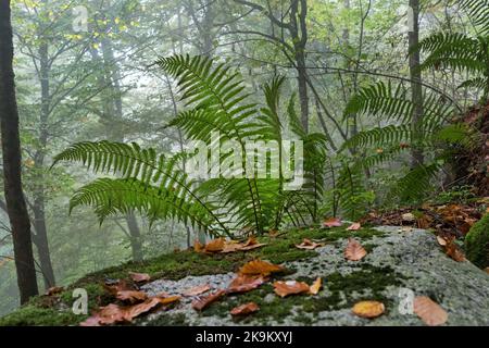 Farne, die in einem Misty Autumn Woodland, Pyrenäen, Frankreich, EU wachsen Stockfoto