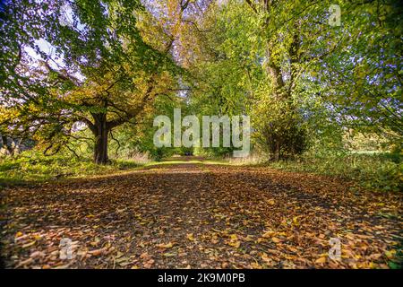 Waldspaziergang im Herbst entlang einer von Bäumen gesäumten Allee Stockfoto