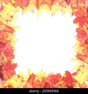 Ahornblätter, Herbstfarben. Banner oder Rahmen auf weißem Hintergrund Stockfoto