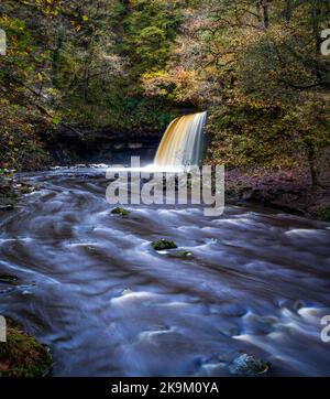 Der Wasserfall Sgwd Gwladus liegt am Fluss Afon Pyrddin in der Nähe von Pontneddfecha in Südwales, Großbritannien, einem Gebiet, das als Waterfall Country bekannt ist Stockfoto