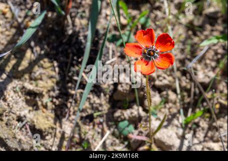 Kleiner orangefarbener Sonnentau (Drosera sp.) Aufgenommen in einem natürlichen Lebensraum in Südafrika, Kopierraum Stockfoto