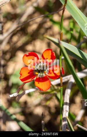 Nahaufnahme einer Orangenblume von Drosera cistiflora, einer fleischfressenden Pflanze aus der Familie Sundew, in der Nähe von Malmesbury, Western Cape, South Afrca Stockfoto