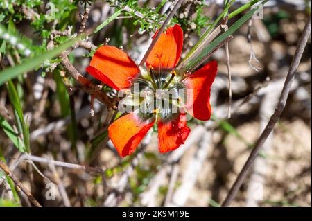 Nahaufnahme einer Orangenblume mit dunklem Zentrum der fleischfressenden Pflanze Drosera cistiflora in einem natürlichen Lebensraum im Westkap von Südafrika Stockfoto