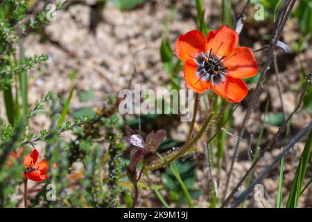 Fleischfresser: Seltene Orangenblüte der Sundew Drosera cistiflora im natürlichen Lebensraum Stockfoto