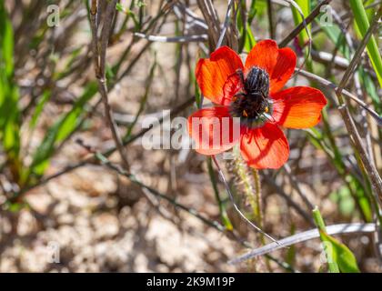 Blume einer seltenen orangefarbenen Form von Drosera cistiflora mit Bestäuber (Affenkäfer) Stockfoto