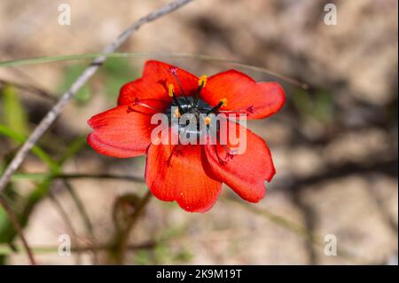 Makro einer einzelnen rot-orangefarbenen Blume von Drosera cistiflora aus dem natürlichen Lebensraum im September 2022 Stockfoto