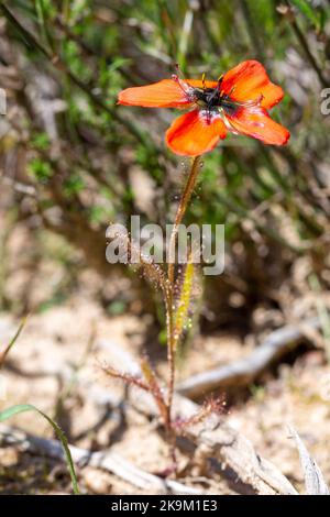 Orangenblütenexemplar der Sundew Drosera cistiflora, die in der Nähe von Malmesbury im Westkap von Südafrika aufgenommen wurde Stockfoto