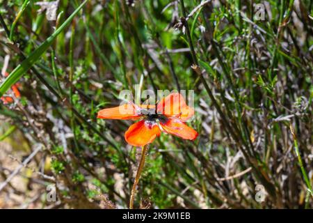 Makro einer einzelnen Orangenblume von Drosera cistiflora mit Kopyspace Stockfoto