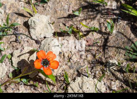 Orangenblüte von Drosera cistiflora in sandigem Lebensraum nahe Malmesbury, Westkap, Südafrika, Kopierraum Stockfoto