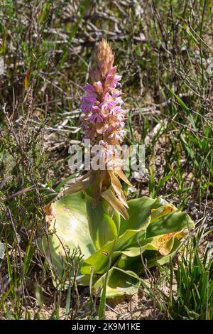 Blühende Lachenalia sp. In einem natürlichen Lebensraum in der Nähe von Malmesbury im Westkap von Südafrika Stockfoto