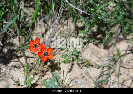 Zwei Blumen von Drosera cistiflora in sandigem natürlichen Lebensraum nahe Malmesbury im Westkap von Südafrika Stockfoto