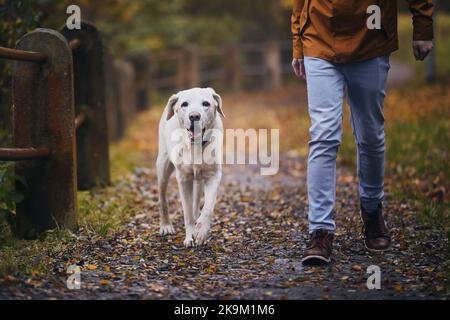 Mann mit altem Hund am Herbsttag. Tierbesitzer, der mit seinem treuen labrador Retriever auf dem Fußweg läuft. Stockfoto