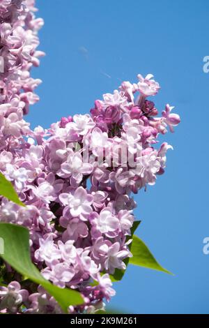 Hell, Rosa, Flieder, Syringa, Schön, Syringa vulgaris, duftend, Syringa lilac, Licht, Blumen Syringa 'Zarya' Stockfoto
