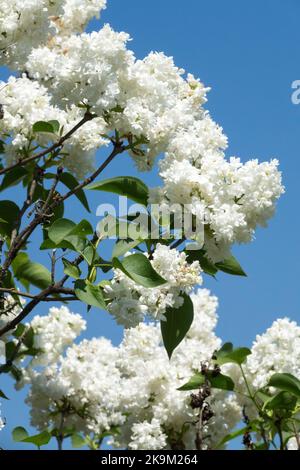 Weiß, Flieder, Syringa vulgaris, Souvenir d Alice Harding, Syringa, Frühling, Terminal, Rispen, Himmel, Hintergrund Stockfoto