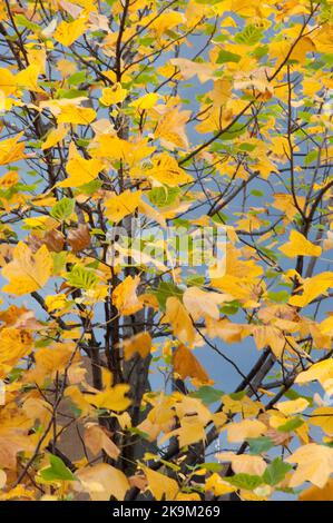 Herbstpracht, Broomfield Park, Palmer's Green, North London, Großbritannien Stockfoto