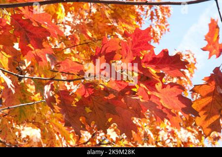 Herbstpracht, Broomfield Park, Palmer's Green, North London, Großbritannien Stockfoto