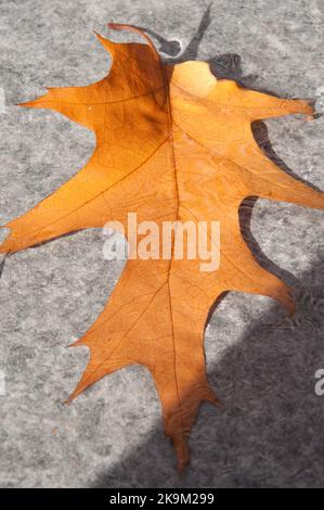 A Single Leaf of Autumn Splendor, Broomfield Park, Palmer's Green, North London, Großbritannien Stockfoto