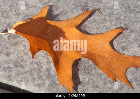 A Single Leaf of Autumn Splendor, Broomfield Park, Palmer's Green, North London, Großbritannien Stockfoto