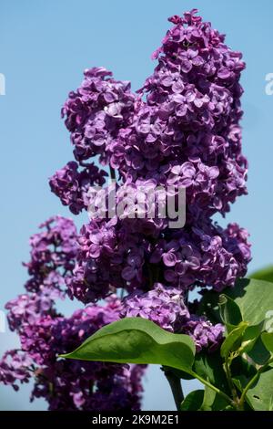 Syringa 'Danton', französischer Flieder, Duft, Flieder, Blume, Frühling, attraktiv, Blüten, Syringa vulgaris, Pflanze Stockfoto