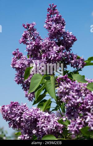 Blühender Strauch, französischer Flieder, Frühling, Syringa vulgaris Lesostepnaja lebhaft, duftend, Dunkle Flieder, Flieder Stockfoto