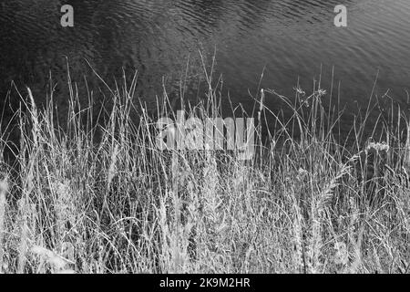 Grasige Wildnis, die entlang der Küste des lokalen Teiches in schwarz-weiß einfarbig wächst. Stockfoto