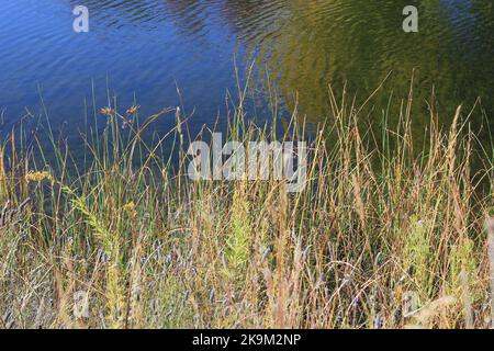 Die grasige Wildnis wächst entlang der Küste des lokalen Teiches Stockfoto