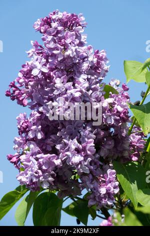 Flieder, Syringa Flieder, Duft, französisches Flieder, Syringa vulgaris „Milton“ Stockfoto